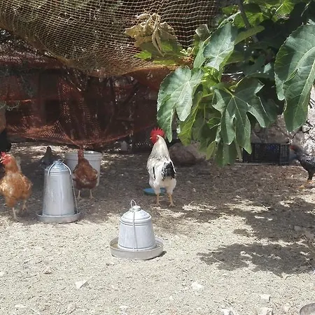 Homestay Beyaz Ev *
